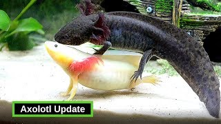 Axolotls  What You Need To Know [upl. by Yrtsed]