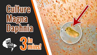 How to culture DAPHNIA MAGNA  The easy way [upl. by Godfree56]