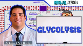 Metabolism  Glycolysis [upl. by Vena751]