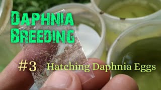 Daphnia Culture made simple and easy 3  Hatching Daphnia eggs [upl. by Jeno]