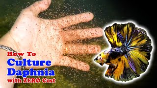 How to Culture Daphnia with ZERO Cost  Unlimited Live Food For Our Fish [upl. by Enybor]