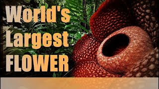 Worlds LARGEST FLOWER  Rafflesia Arnoldii [upl. by Darrin939]