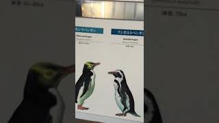 ペンギン全18種大きさ比較表 京都水族館 2017年11月5日 [upl. by Standford]