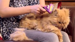 FURminator for Cats Video [upl. by Anerys]