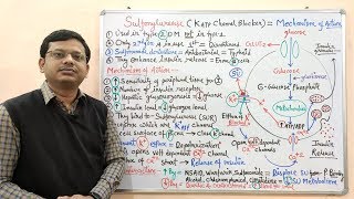 Diabetes Mellitus Part10 Mechanism of Action of Sulfonylurease  Antidiabetic Drugs  Diabetes [upl. by Cirilo848]