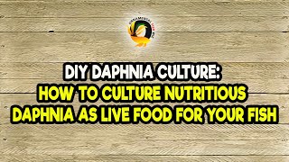 DIY Daphnia Culture How to Culture Nutritious Daphnia as Live Food for Your Fish [upl. by Calv]