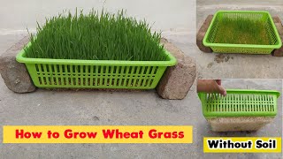 How to Grow Wheatgrass at Home Without Soil [upl. by Sucramel]