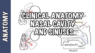 Clinical Anatomy  Nasal Cavity and Sinuses [upl. by Ablem255]