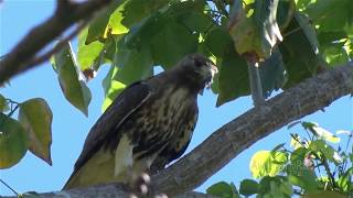 GUARAGUAO COLIRROJO canta Redtailed Hawk Buteo jamaicensis jamaicensis SUBESPECIE Puerto Rico [upl. by Inglebert]