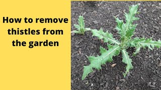 Organic way to remove thistles from the garden [upl. by Anastasio601]