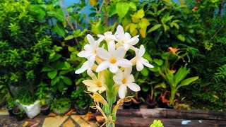 How to grow Tuberose from a bulb and Care  Right Time [upl. by Anitrebla]