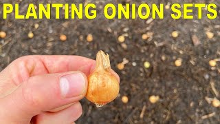 Planting Onion Bulbs A Complete Guide From Start To Finish [upl. by Yuji701]