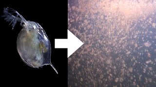 How I Culture Daphnia [upl. by Htenywg]