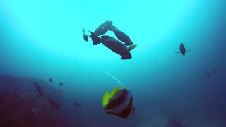 Explore TV  Bazaruto National Park Diving on the 2 Mile Reef [upl. by Dill]