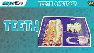 Gastrointestinal  Teeth Anatomy [upl. by Revkah]