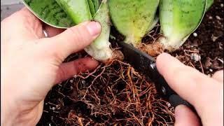 How to Dividing Your Snake Plant [upl. by Basham]