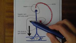 Liver 1 Blood supply and drainage [upl. by Bala]