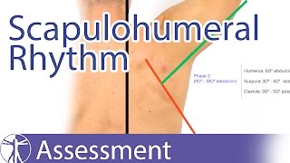 Scapulohumeral Rhythm [upl. by Alyahs]