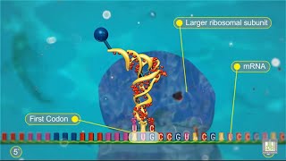 Protein Synthesis  animated [upl. by Bil]