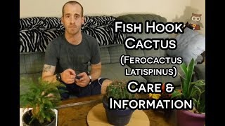 Fish Hook Cactus  Care and Information Ferocactus latispinus [upl. by Arnon]