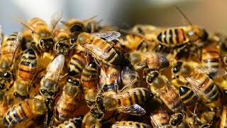 How one common pesticide is killing bees [upl. by Grosz824]