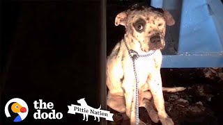 Pit Bull Rescued from Dogfighting Now Lives Like a King  The Dodo Pittie Nation [upl. by Cirad]