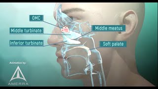 Tour of the Nasal Passage  3D animation [upl. by Harewood]