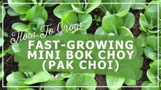 FastGrowing Mini Bok Choy Pak Choi [upl. by Eesak]