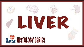 Liver Histology [upl. by Okihcim]