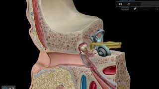 8 Hirnnerv Nervus Vestibulocochlearis [upl. by Ayeka]