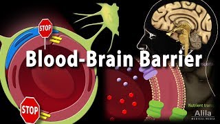 Blood Brain Barrier Animation [upl. by Elades93]