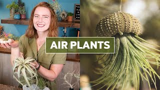 Air Plants Tillandsia 101  Care Tips amp Fun Facts [upl. by Sokram342]