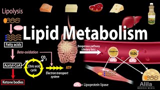 Lipid Fat Metabolism Overview Animation [upl. by Fawcett]