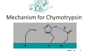 Mechanism of Chymotrypsin [upl. by Slaohcin13]