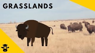 Grasslands  Biomes of the World [upl. by Lanahtan]