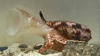 Killer Cone Snails [upl. by Stucker808]