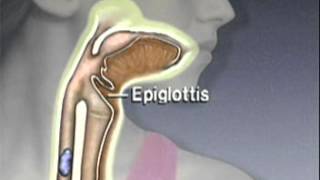 Through the Esophagus The Function of Peristalsis [upl. by Jala]