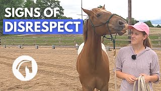 SIGNS A HORSE DOESN’T RESPECT YOU  Horse Behavior Guide [upl. by Mcnalley]