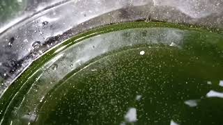 DAPHNIA MOINA CULTURE IN A SMALL BUCKET [upl. by Eillam126]