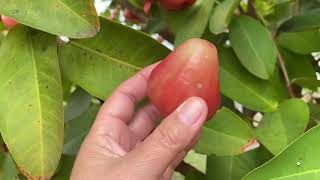 Rose Apple Fruit Tree Ready for Harvesting [upl. by Wiburg]