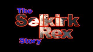 THE SELKIRK REX STORY [upl. by Ydisahc719]