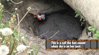 Guinea Fowl Hen Sounds amp Nest Calls [upl. by Akehsal]