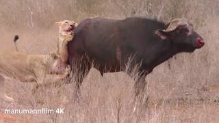 Ein Löwenrudel bei der Jagd  A pack of Lions on the hunt [upl. by Paryavi187]