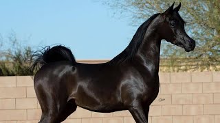 Arabian horse videos compilation  3  💕❤️ 2021 Try not to watch it till the end [upl. by Mulac627]