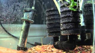 how to Breed apistogramma macmasteri all u need to know [upl. by Ganny]