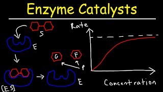 Enzymes  Catalysts [upl. by Laehcym100]