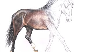 Wie zeichne ich ein Pferd  How to draw a horse [upl. by Castra638]