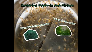 How To Culture Daphnia and Moinas using Green Water Spirulina powder [upl. by Rephotsirhc]