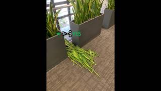 How to Prune a Snake Plant Sansevieria [upl. by Woll]