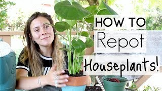 How To Repot Houseplants  Repotting Houseplants [upl. by Lawlor]